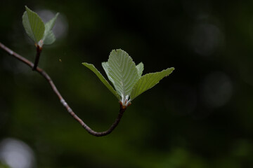 Quelques feuilles d'arbre