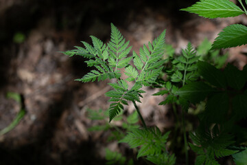 sol de forêt 4