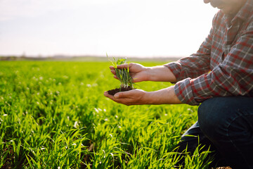 Young Green wheat seedlings in the hands of a farmer. Ripening ears of wheat field. Checking wheat...