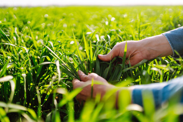 Young Green wheat seedlings in the hands of a farmer. Ripening ears of wheat field. Checking wheat...
