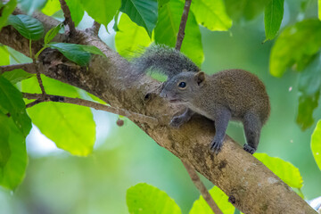 squirrel on tree