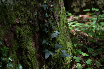 sol de forêt 1