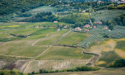 Rows of pruned bare grape vines early autumn with cottage houses in Tuscany area in Italy