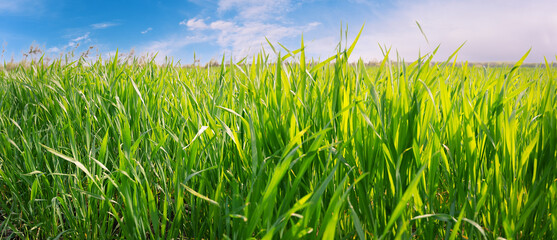 Green grass against blue sky