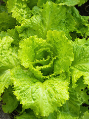 Fresh ripe head of lettuce cabbage (Lactuca sativa) with lots of leaves growing in homemade garden. Close-up. Organic farming, healthy food, BIO viands, back to nature concept.