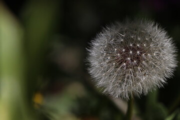 close up of a dandelion