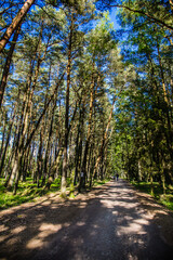 Old pine forest, part of the Slowinski National Park located on Polish coast close to the Baltic...