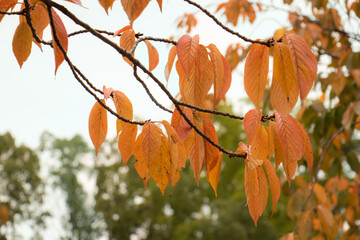 秋紅葉、オレンジ色の葉　バックグラウンド