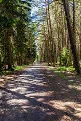 Old pine forest, part of the Slowinski National Park located on Polish coast close to the Baltic Sea, Poland - 437656428