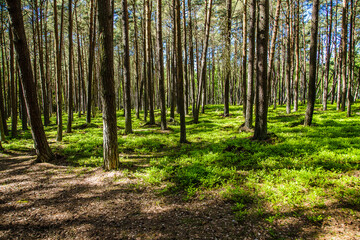 Old pine forest, part of the Slowinski National Park located on Polish coast close to the Baltic Sea, Poland