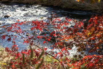 秋風景　紅葉と川