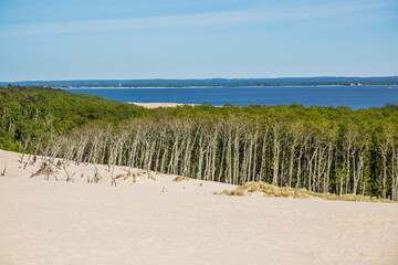 Dead forest on the Lacka Dune. Slowiński National Park, Leba. 