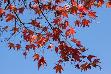 もみじ　バックグラウンド