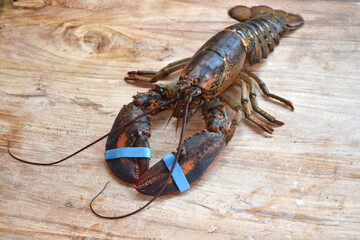 fresh live canadian lobster