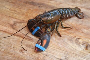 fresh live canadian lobster