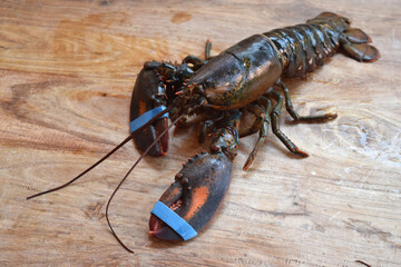 fresh live canadian lobsters