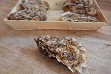raw closed oysters  stiil alive