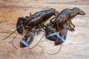 fresh live canadian lobsters
