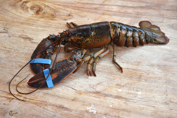 fresh live canadian lobster