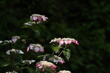 Hydorangea serrata ornamental flowers. Hydrangeaceae deciduous shrub.