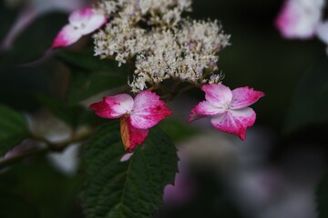 Hydorangea serrata ornamental flowers. Hydrangeaceae deciduous shrub.