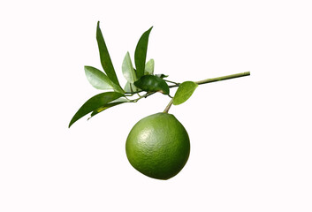lime with leaf
