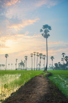 Rice fields and sugar palm trees in the morning .There is a beautiful reflection of the water . The sky with beautiful clouds.