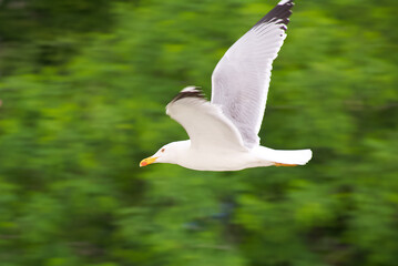 seagull in flight