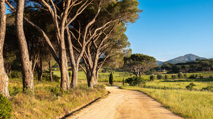 Avenue of Pine trees line track in Corsica