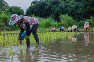 Asian peasant woman planting rice