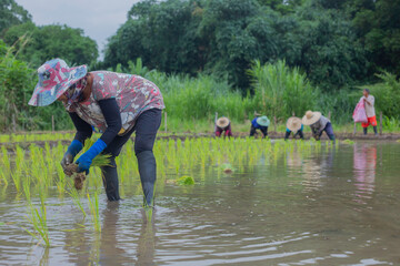 Asian peasant woman planting rice
