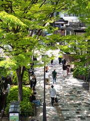 新緑の表参道