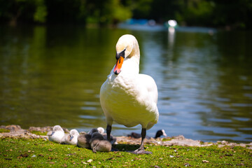 Swan family at the Kleinhesseloher See in the English Garden in Munich, Bavaria