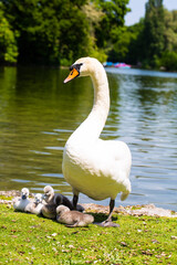 Swan family at the Kleinhesseloher See in the English Garden in Munich, Bavaria