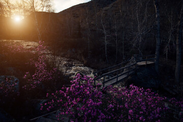 Sunrise in mountain valley. Sunset over stormy stream and flowering bushes. Twilight among the hills. Natural background.