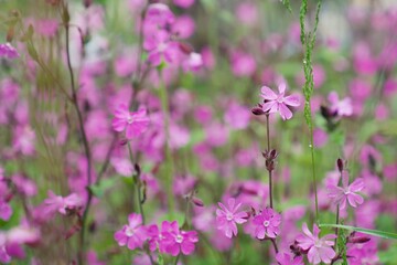 レッドキャンピオン Silene dioica 初夏の公園を彩る ヒロハマンテマ（広葉マンテマ）