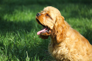 Portrait of Young dog of breed American cocker spaniel