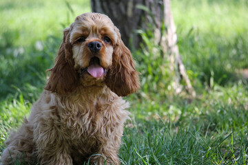 Portrait of Young dog of breed American cocker spaniel