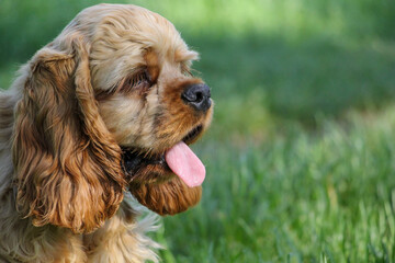 Portrait of Young dog of breed American cocker spaniel