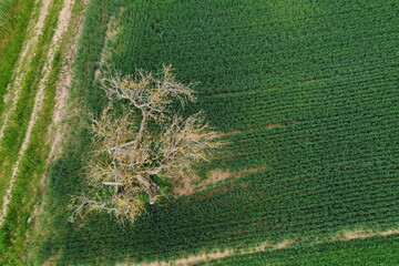 Luftaufnahme mit Drohne, Apfelbaum auf Feld