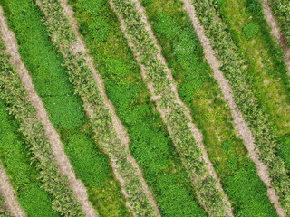 Luftaufnahme, Aronia-Plantage