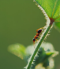  ant on a leaf
