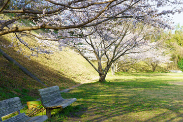 Fototapeta premium 桜咲く公園