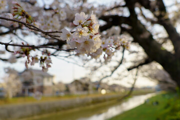 桜のある風景