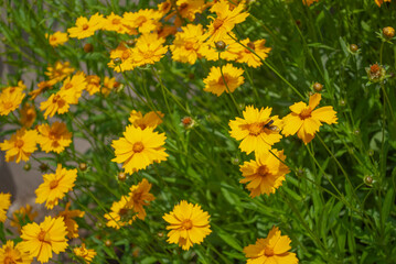 꽃, 여름, 주변, 아름다움, 식물, 나무