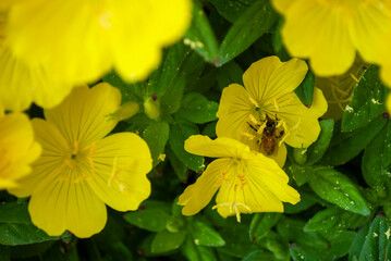 꽃, 여름, 주변, 아름다움, 식물, 나무