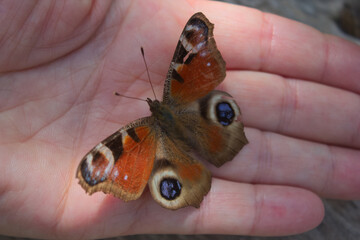 Peacock butterfly on hand