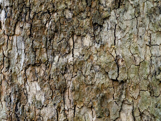 The texture of a tree trunk with peeling bark. A woody, faded full-screen background.