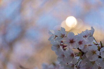 キラキラした桜