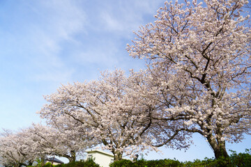 Fototapeta premium 桜並木と青空